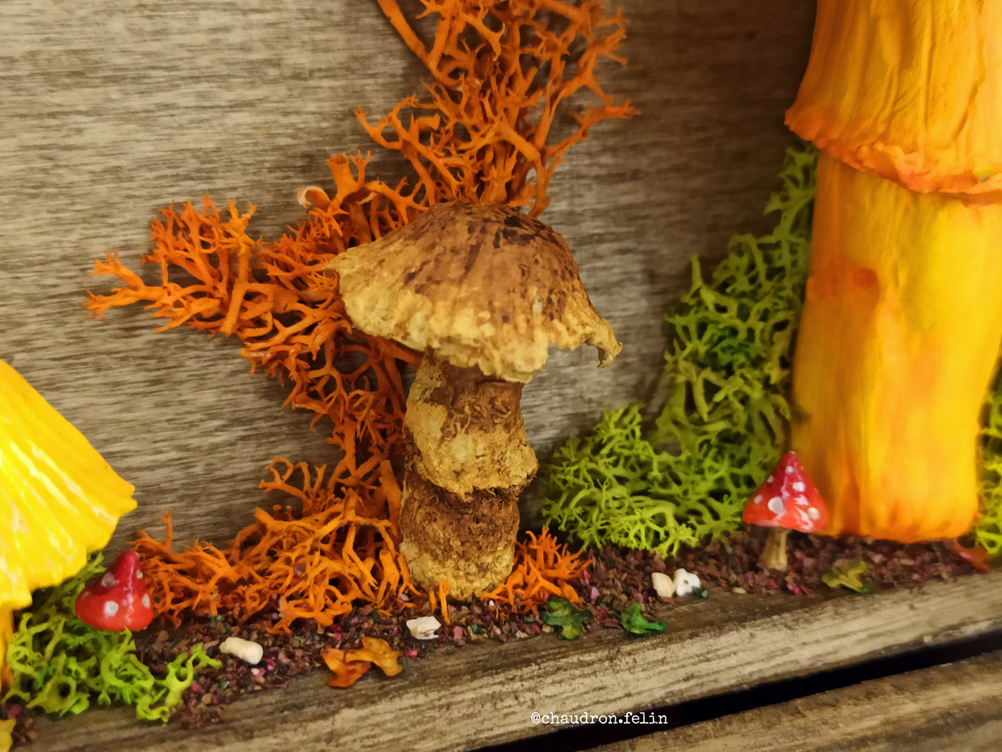 Boite Fantastique - Champignons Géants